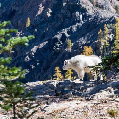 Steam Random Key Gold Tier