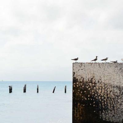 Twitter/X Verified Blue